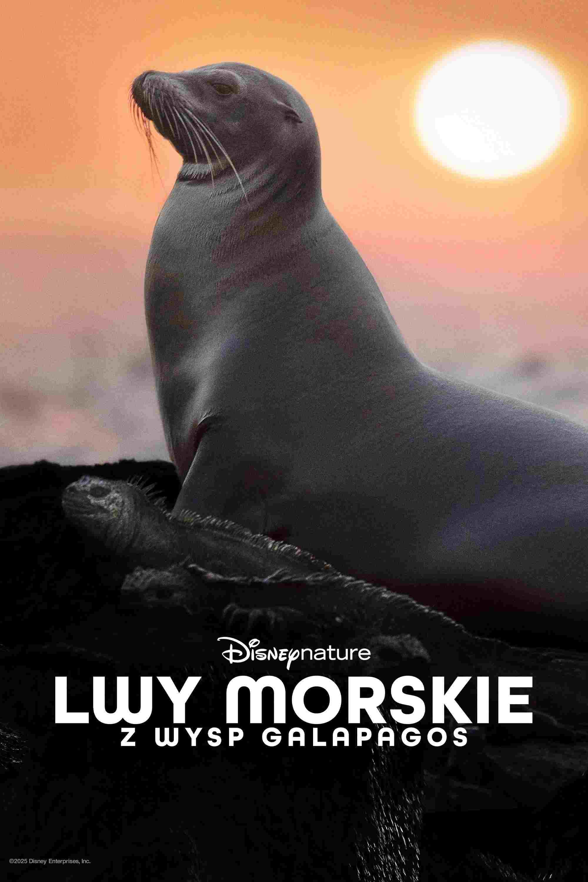  Lwy morskie z wysp Galapagos 