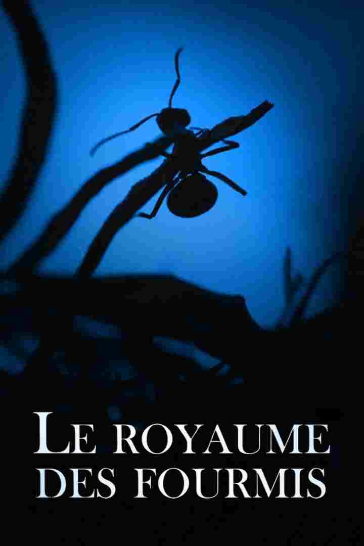 Królestwo Mrówek
