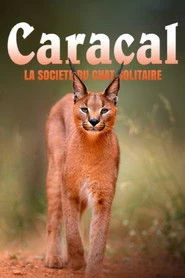 Caracal: La Société du chat solitaire