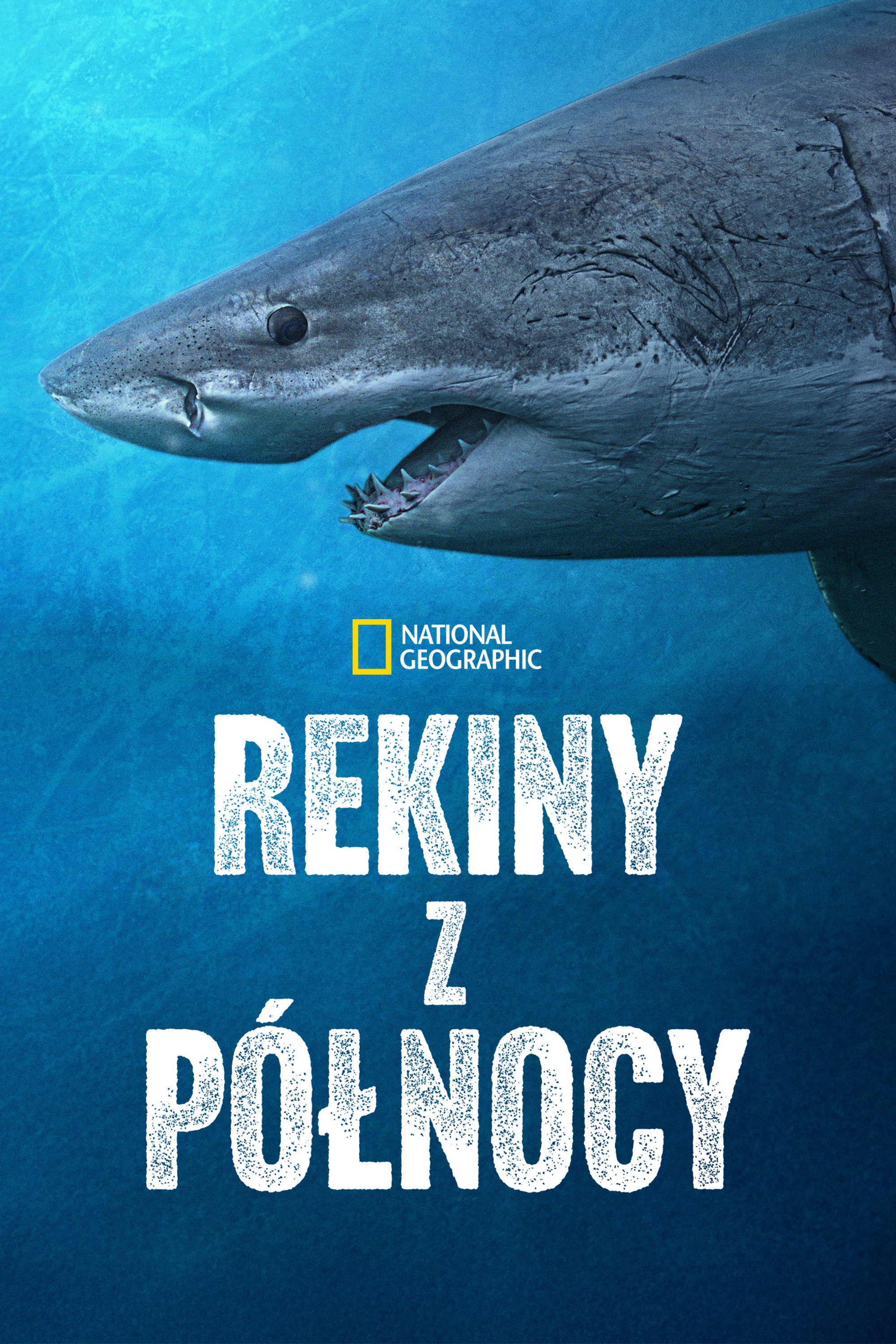  Rekiny z północy 